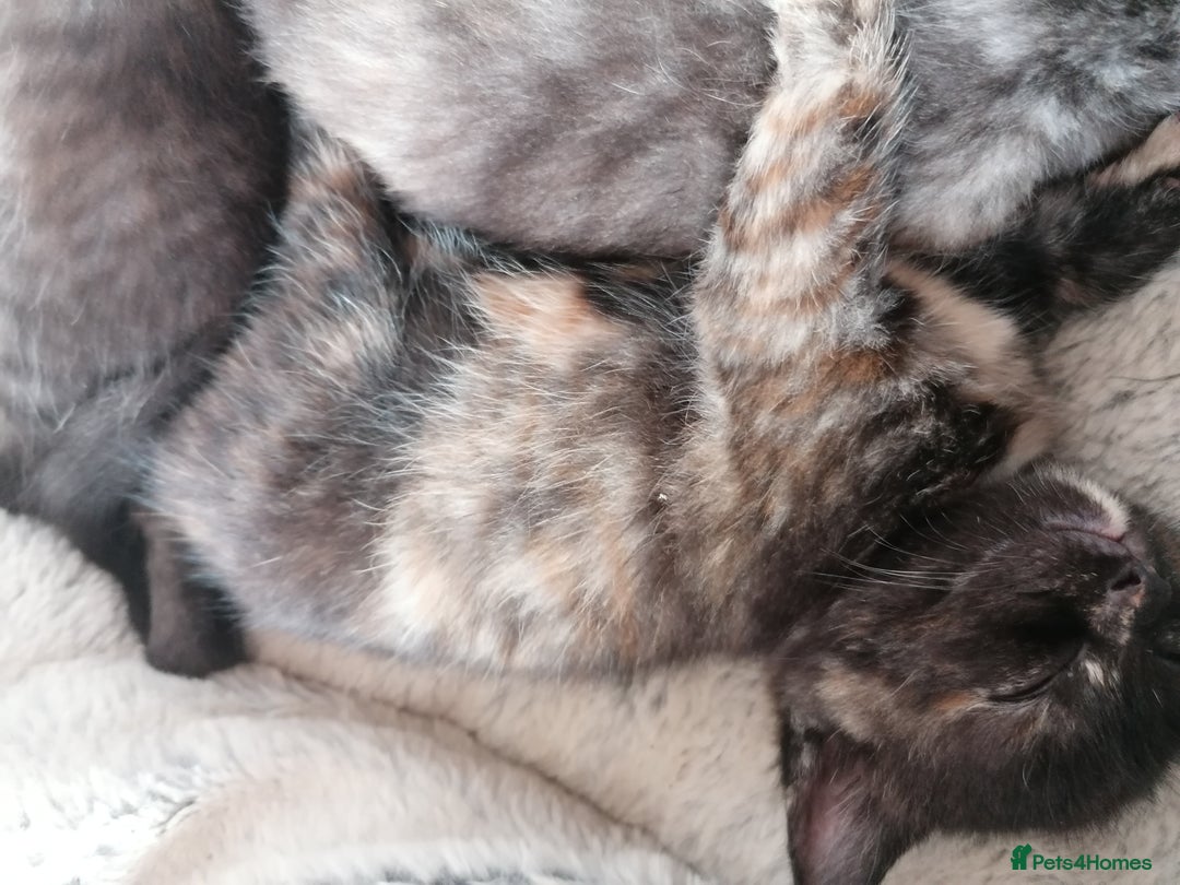 Domestic Shorthair cats for sale: Stunning kittens for sale  - Image 12
