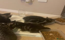 Mixed Breed cats for sale: 5 Kitties  - Image 14
