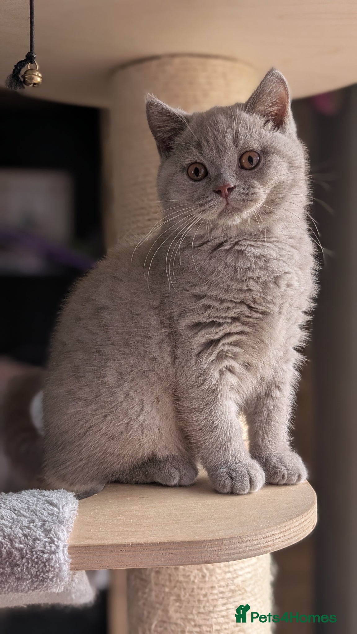 British Shorthair cats Tica Registered lilac British Shorthair boy  - Advert 1