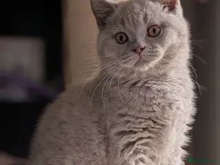 British Shorthair cats Tica Registered lilac British Shorthair boy - Advert 1