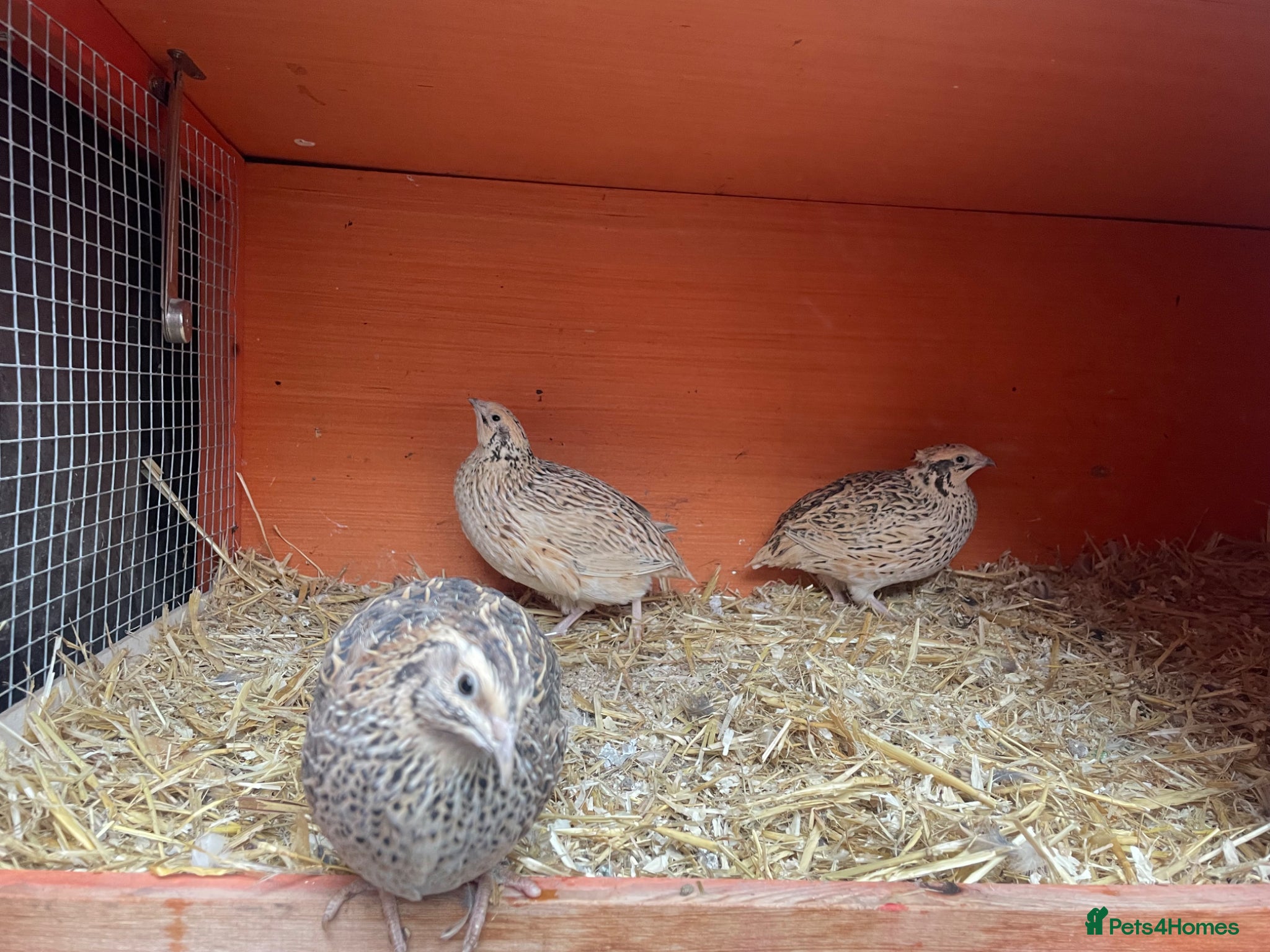 Quail poultry Family of Quails (Laying) - Advert 17