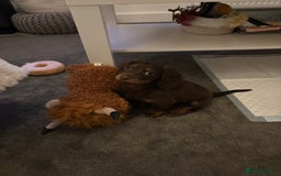 Miniature Dachshund dogs for sale: Long-haired Miniature dachshund puppy - Advert 4