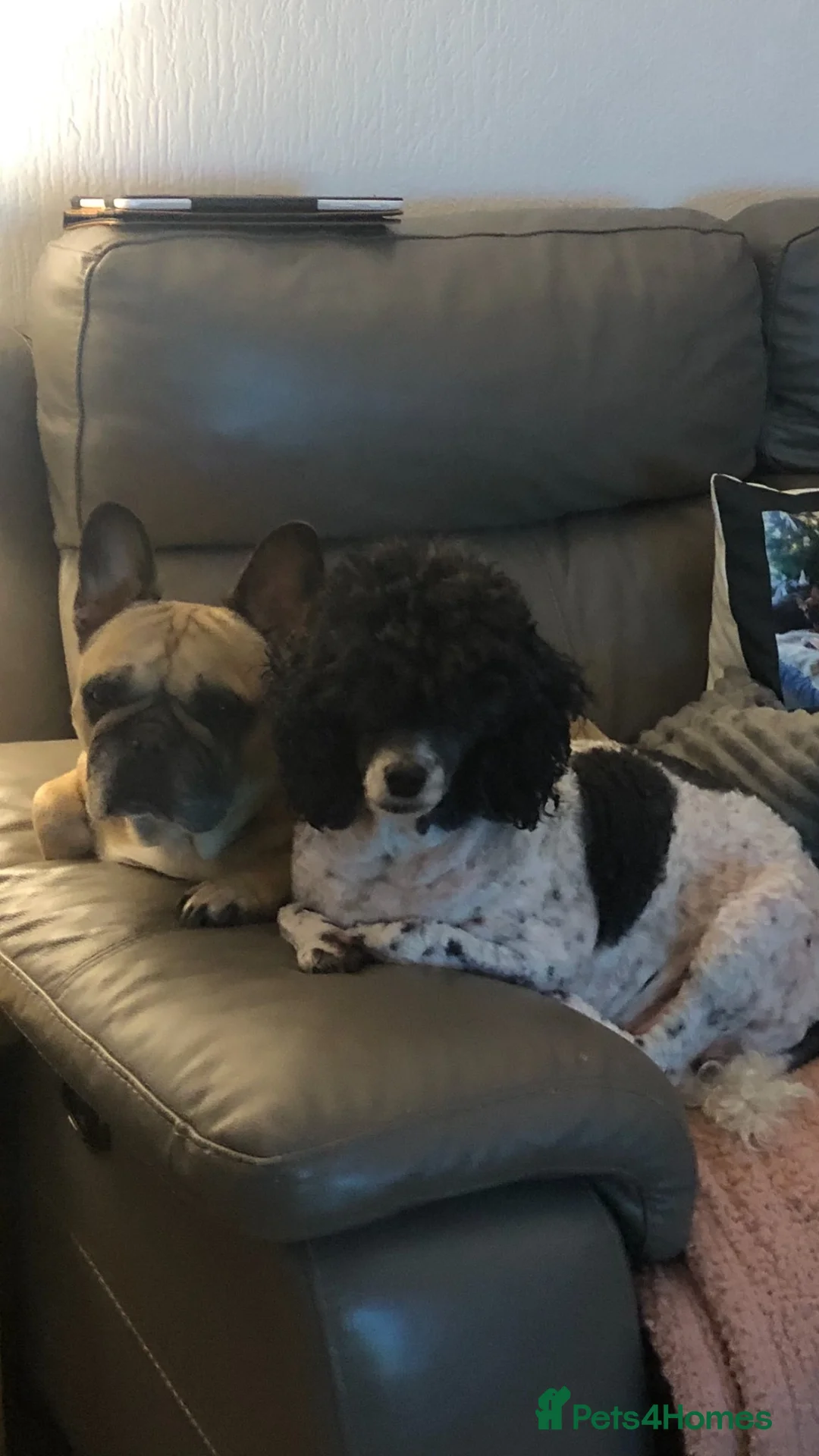 Miniature Poodle dogs for sale: health tested clear,🐩 purebred mini poodle - Advert 3