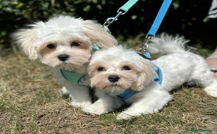Maltese dogs - Advert 12