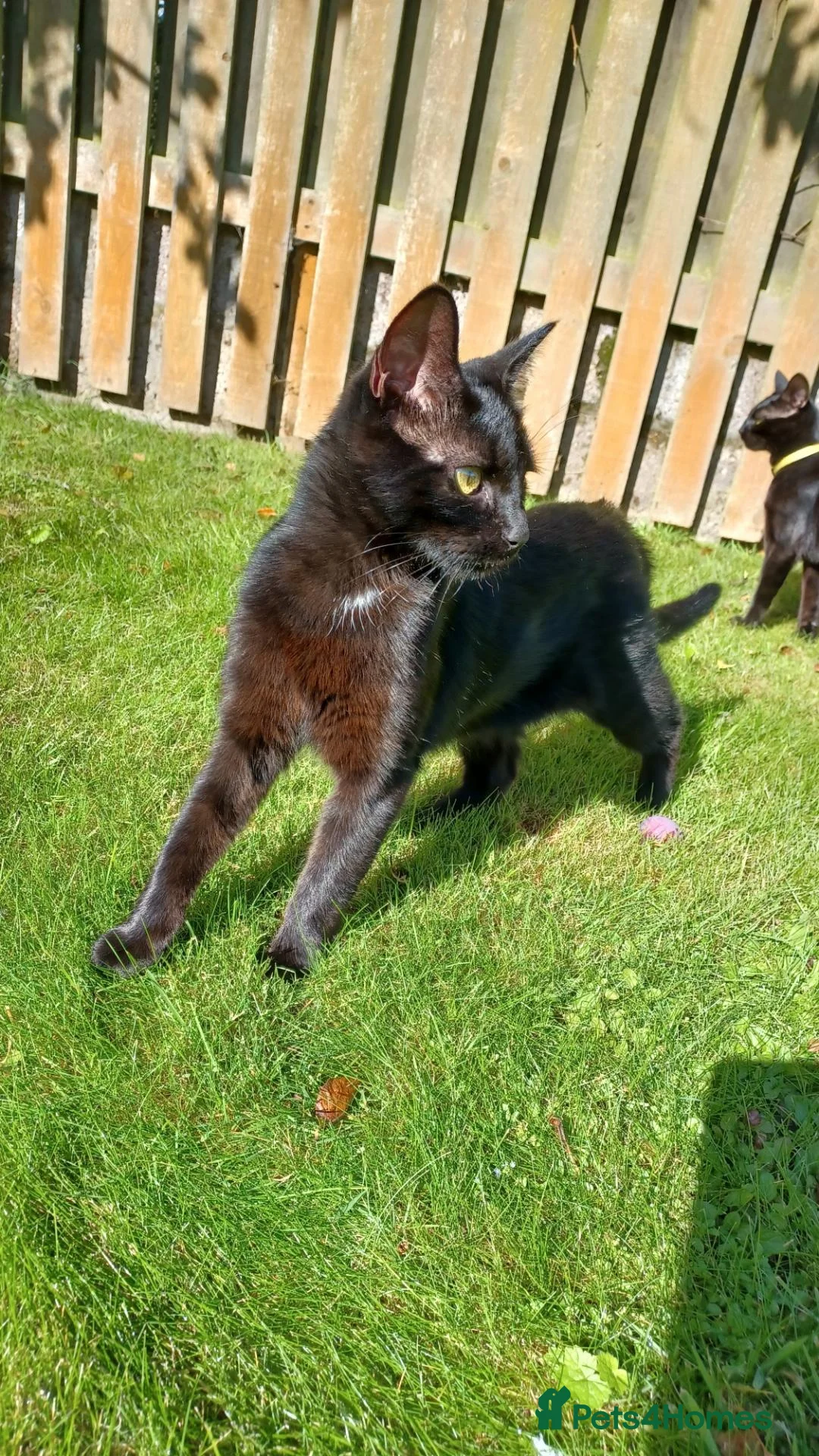 Mixed Breed cats for sale: Lovely 1 Year Old Female Domestic Shorthair - Advert 1