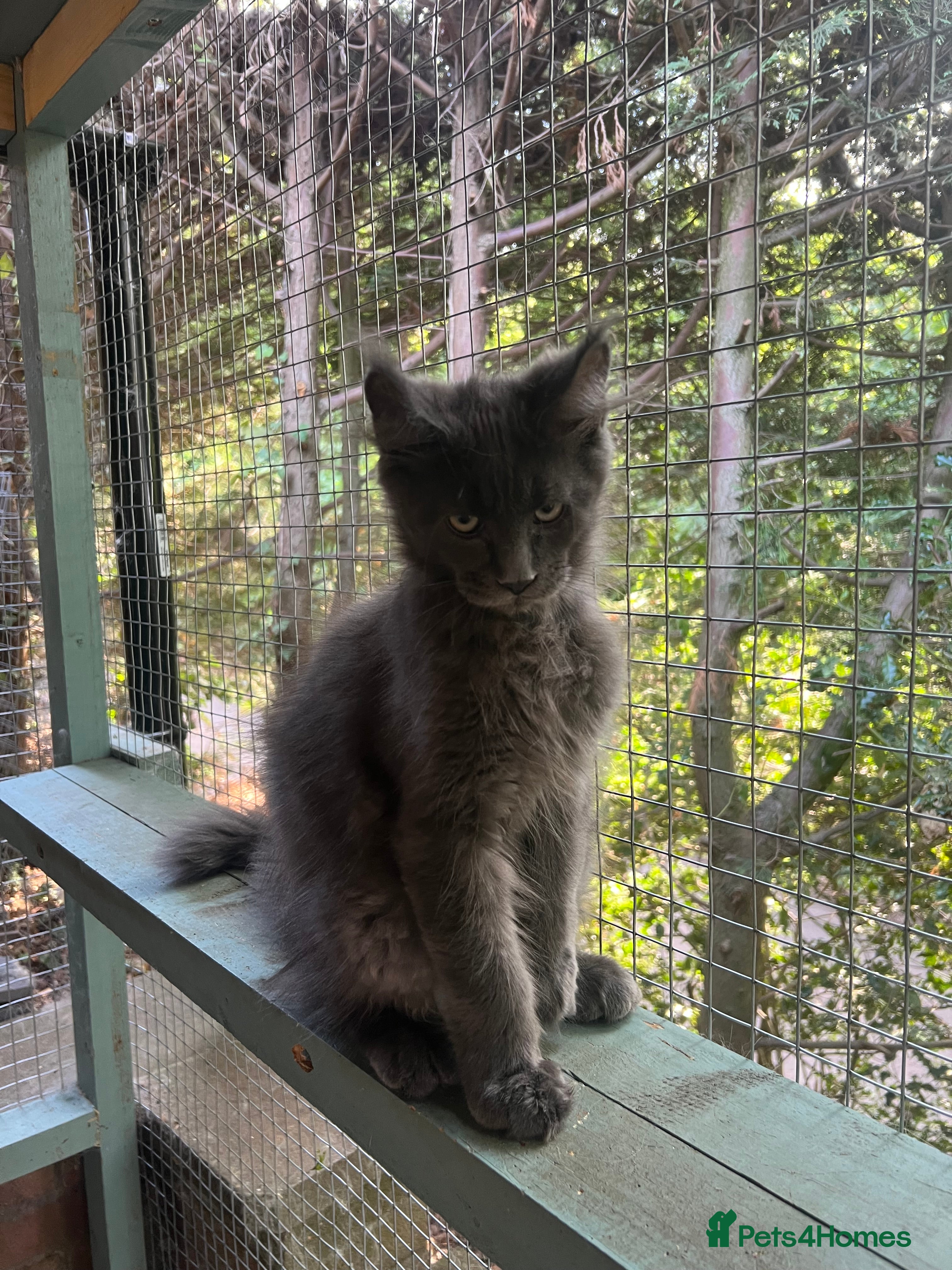 Maine Coon cats TICA registered boys Maine Coon  - Advert 2