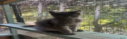 Maine Coon cats for sale: TICA registered boys Maine Coon  - Advert 2