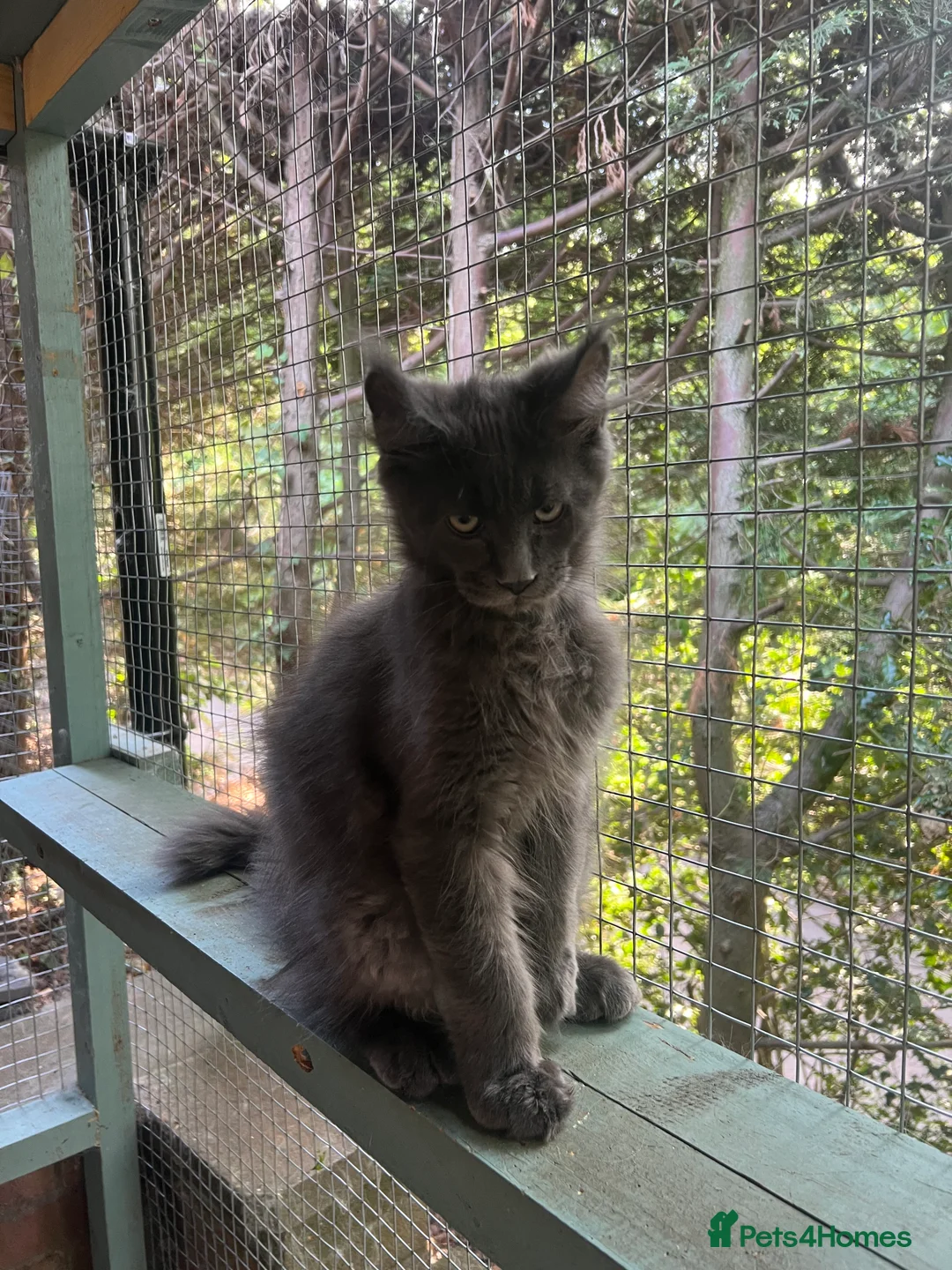 Maine Coon cats for sale: TICA registered boys Maine Coon  - Advert 2