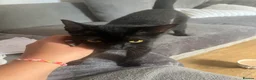 Mixed Breed cats for sale: Mixed litter ready for their forever home in Blandford Forum - Advert 2