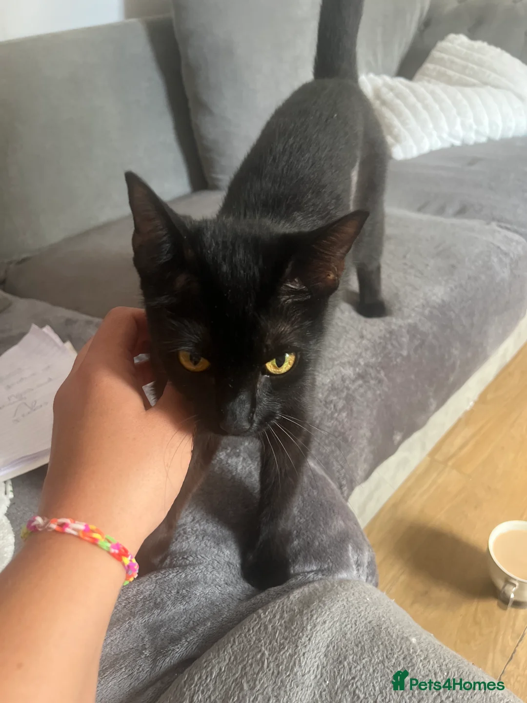 Mixed Breed cats for sale: Mixed litter ready for their forever home in Blandford Forum - Advert 2