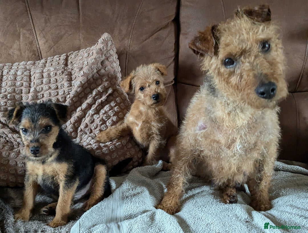 Lakeland Terrier dogs for sale: Beautiful Lakeland Terrier pups for sale  - Image 6