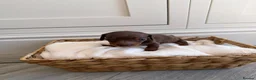 Miniature Dachshund dogs for sale: KC miniature dachshund puppies  in Darlington - Advert 4