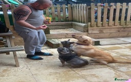 French Bulldog dogs for sale: Blue female French bulldog 2years old - Image 4