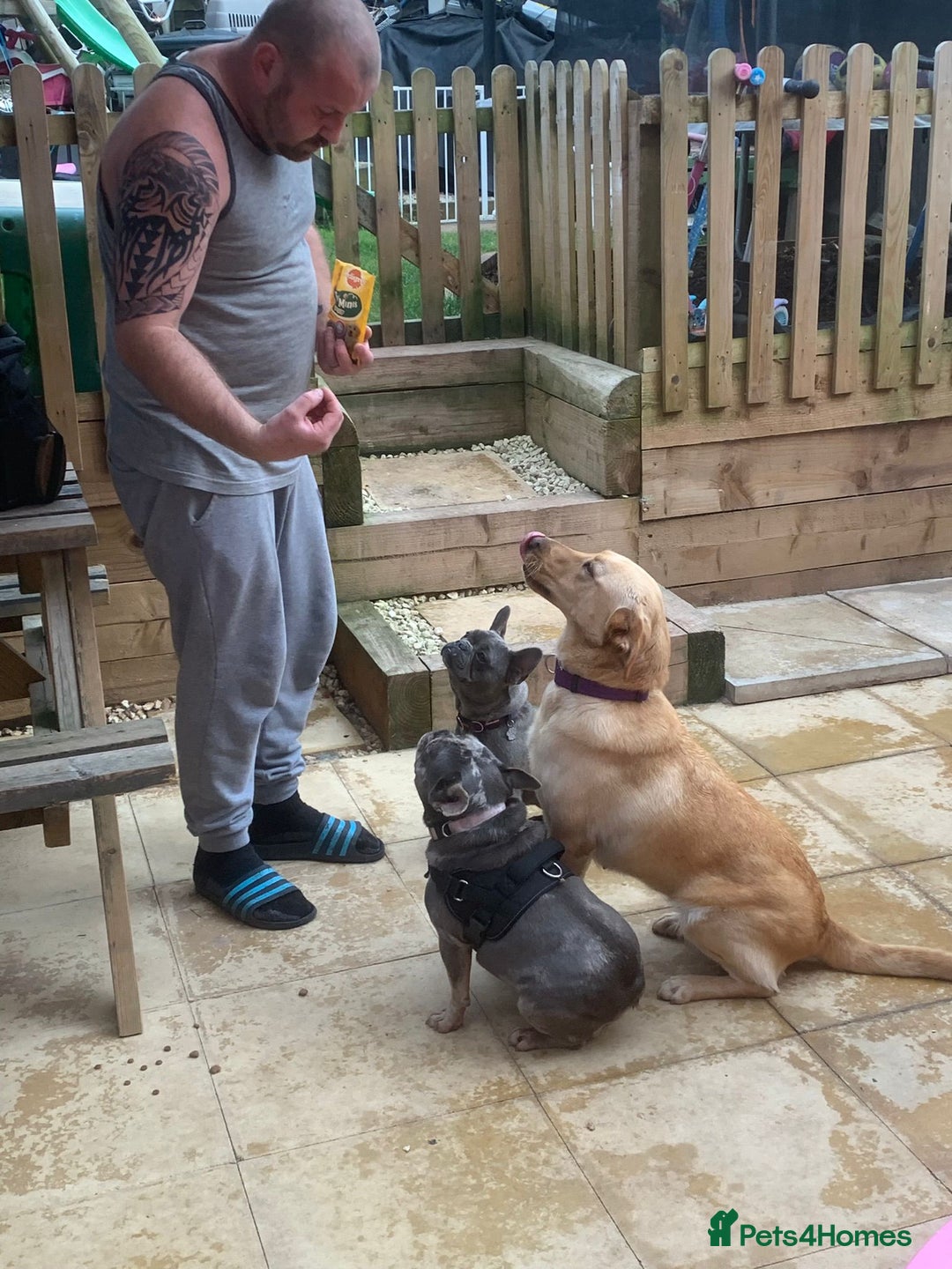 French Bulldog dogs for sale: Blue female French bulldog 2years old - Image 4