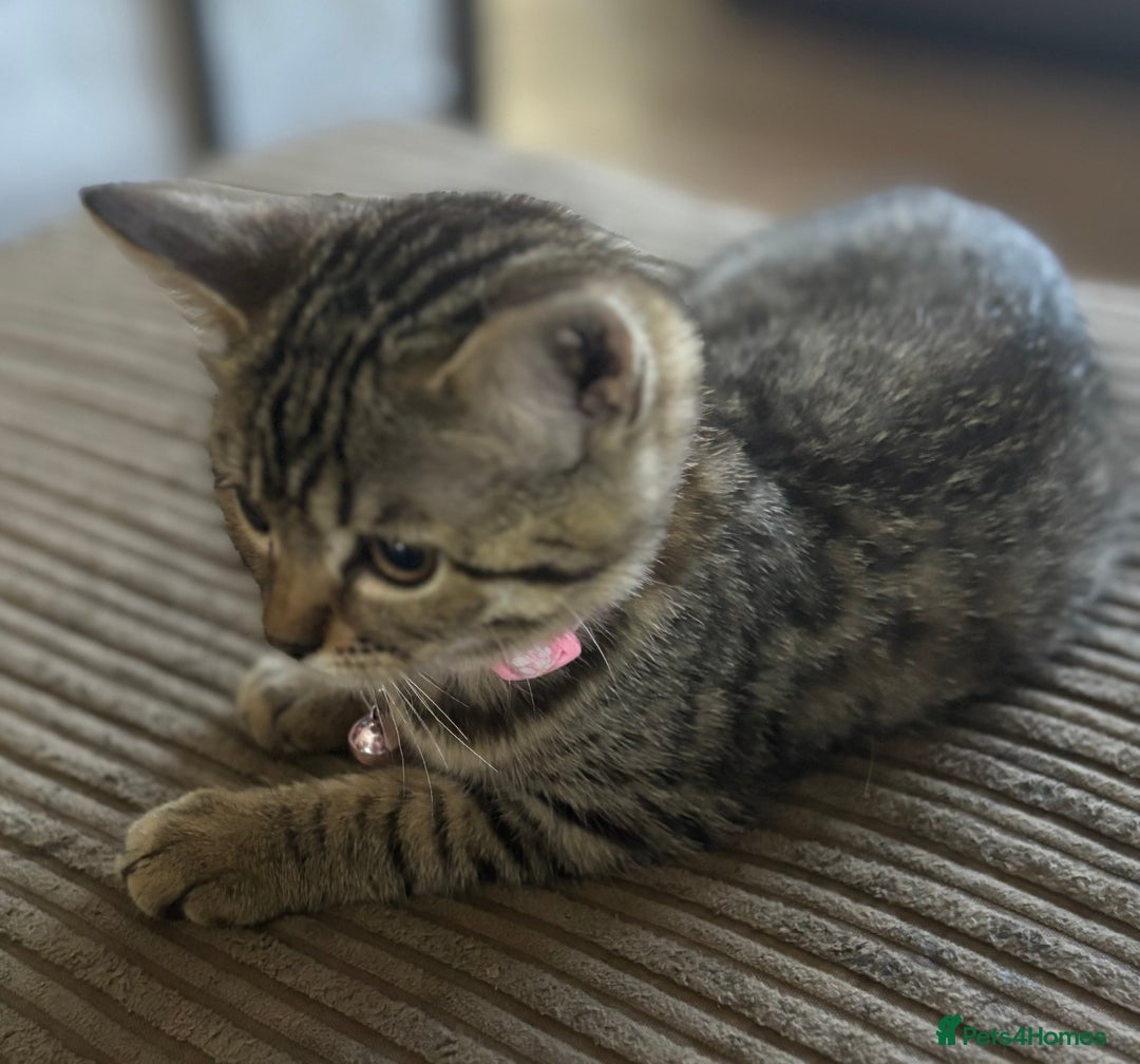 Bengal cats for sale: **1 Female remaining** Bengal cross kittens  in Petworth - Image 19