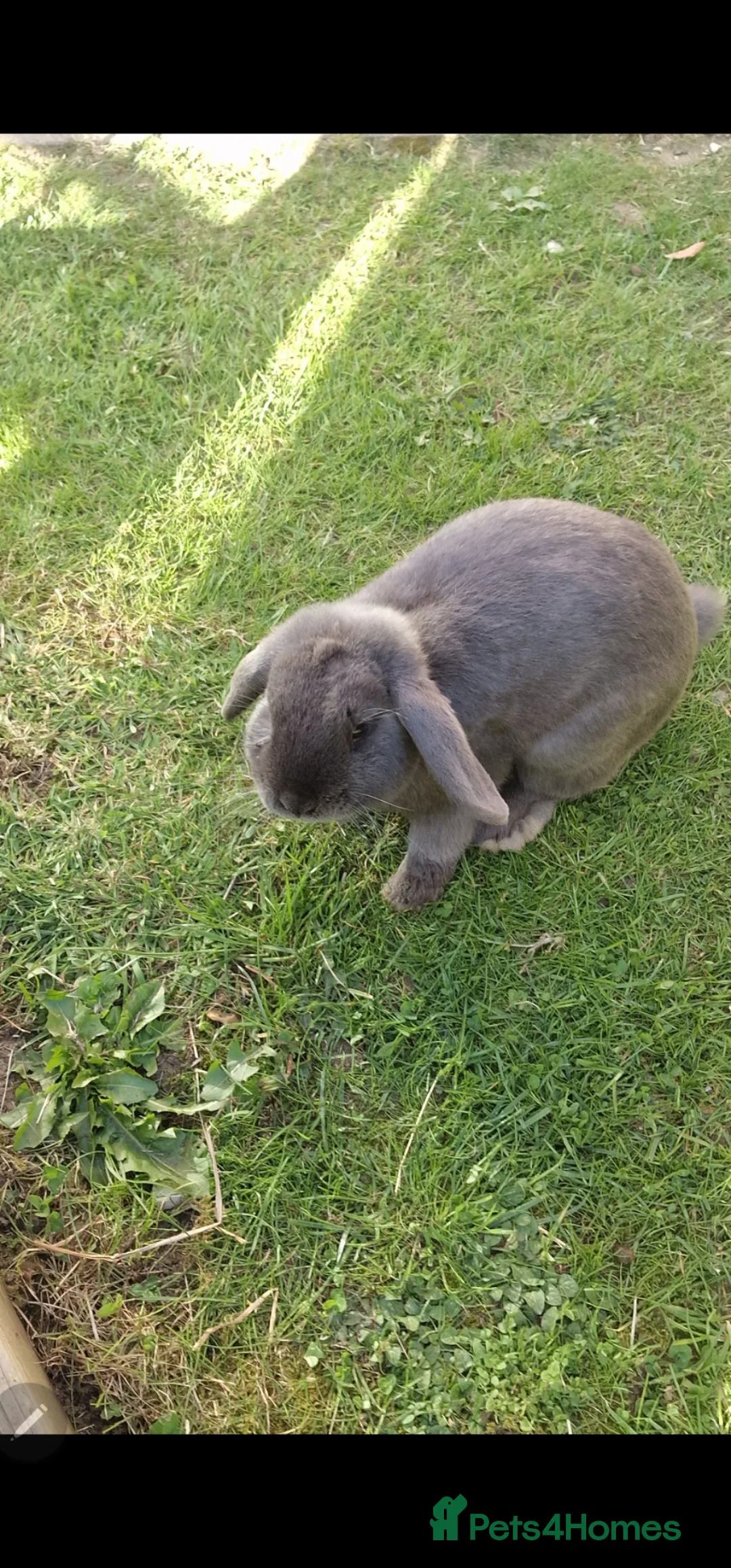 Mini Lop rabbits for sale: Hayhay & Hoppity in Cleethorpes - Advert 2