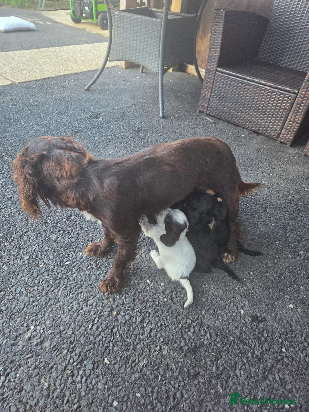 Cocker Spaniel dogs for sale: Cockerspaniel Puppies - Advert 2