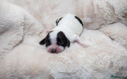 Cocker Spaniel dogs for sale: Working cocker spaniel puppies - Image 2