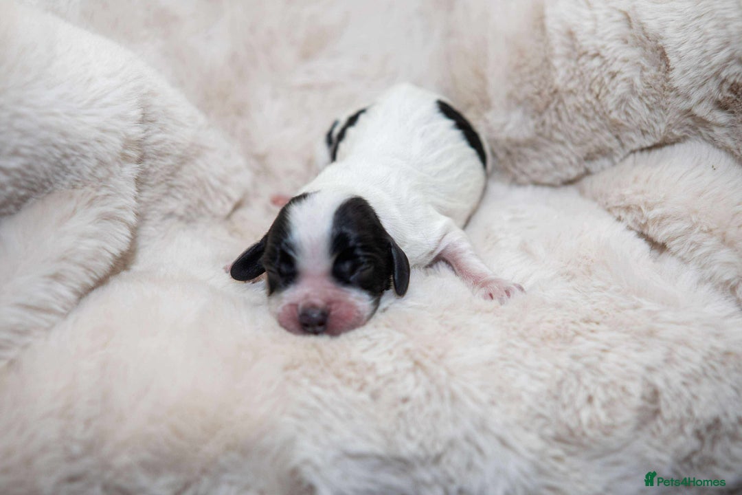 Cocker Spaniel dogs for sale: Working cocker spaniel puppies - Image 2