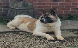 Akita dogs for sale: Akita pup READY in Sunderland - Image 3