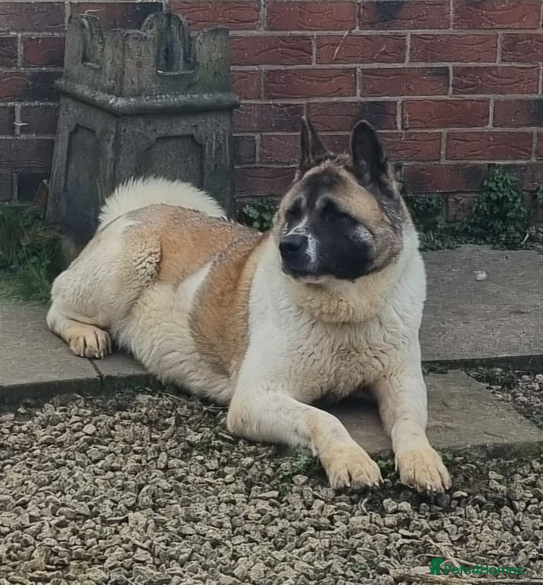 Akita dogs for sale: Akita pup READY in Sunderland - Image 3