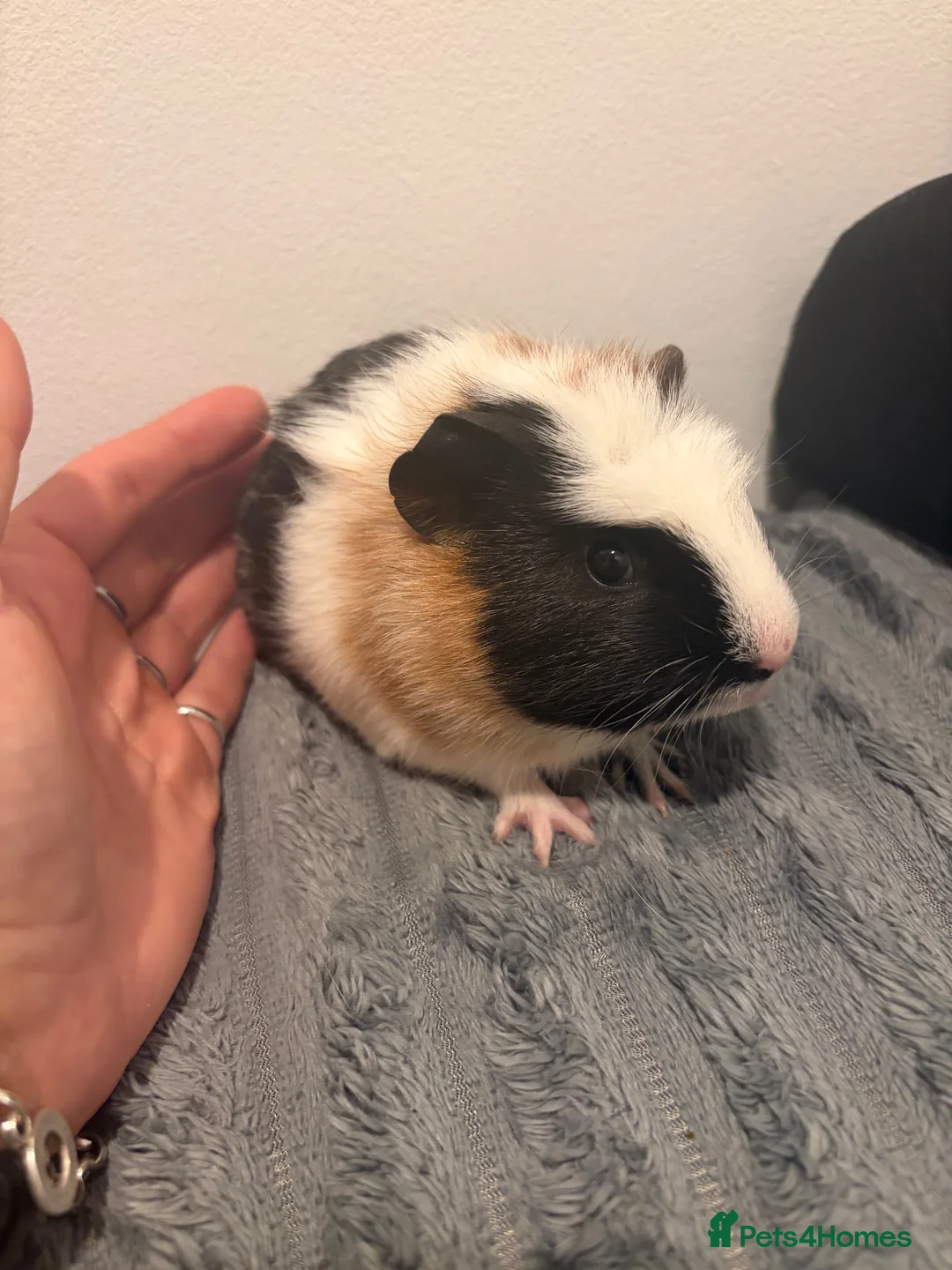 Guinea Pig rodents for sale: Female guinea pig  - Advert 2