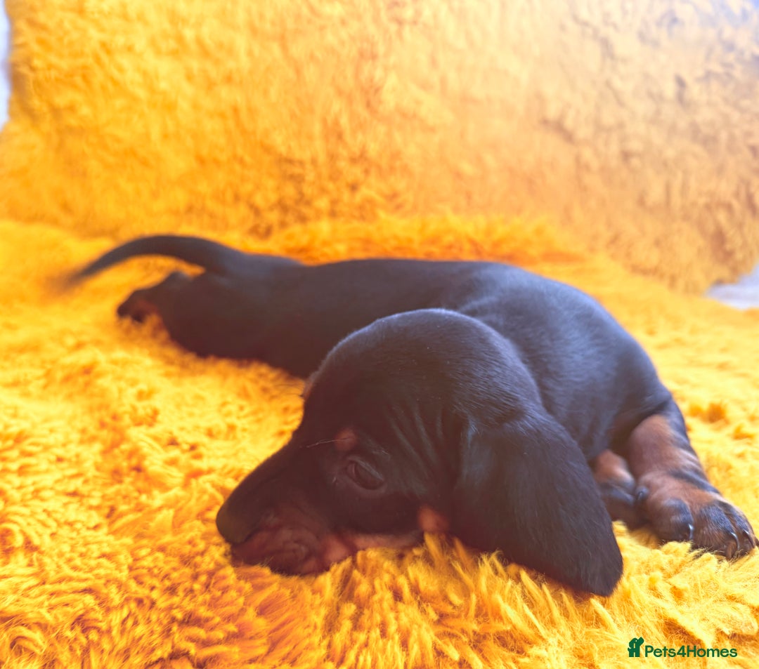 Dachshund dogs for sale: dachshund puppies  - Image 8