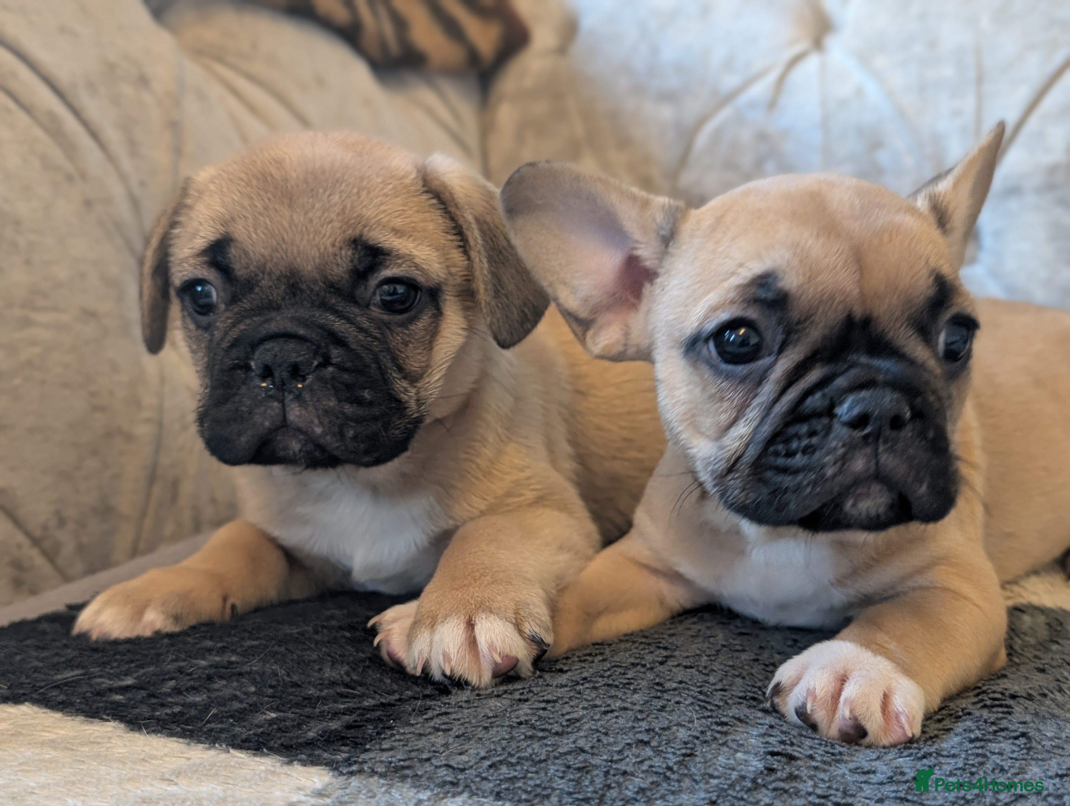 French Bulldog dogs French bulldog puppy's ready to go! - Advert 20