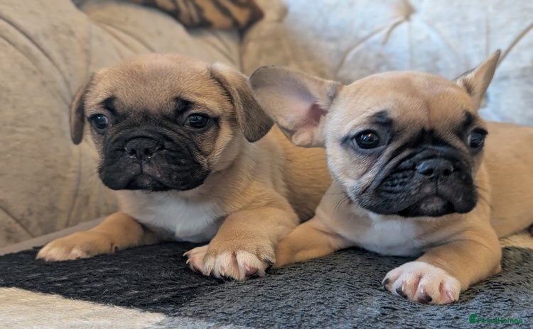 French Bulldog dogs French bulldog puppy's ready to go! - Advert 13