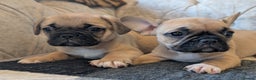 French Bulldog dogs for sale: French bulldog puppy's ready to go! - Advert 1