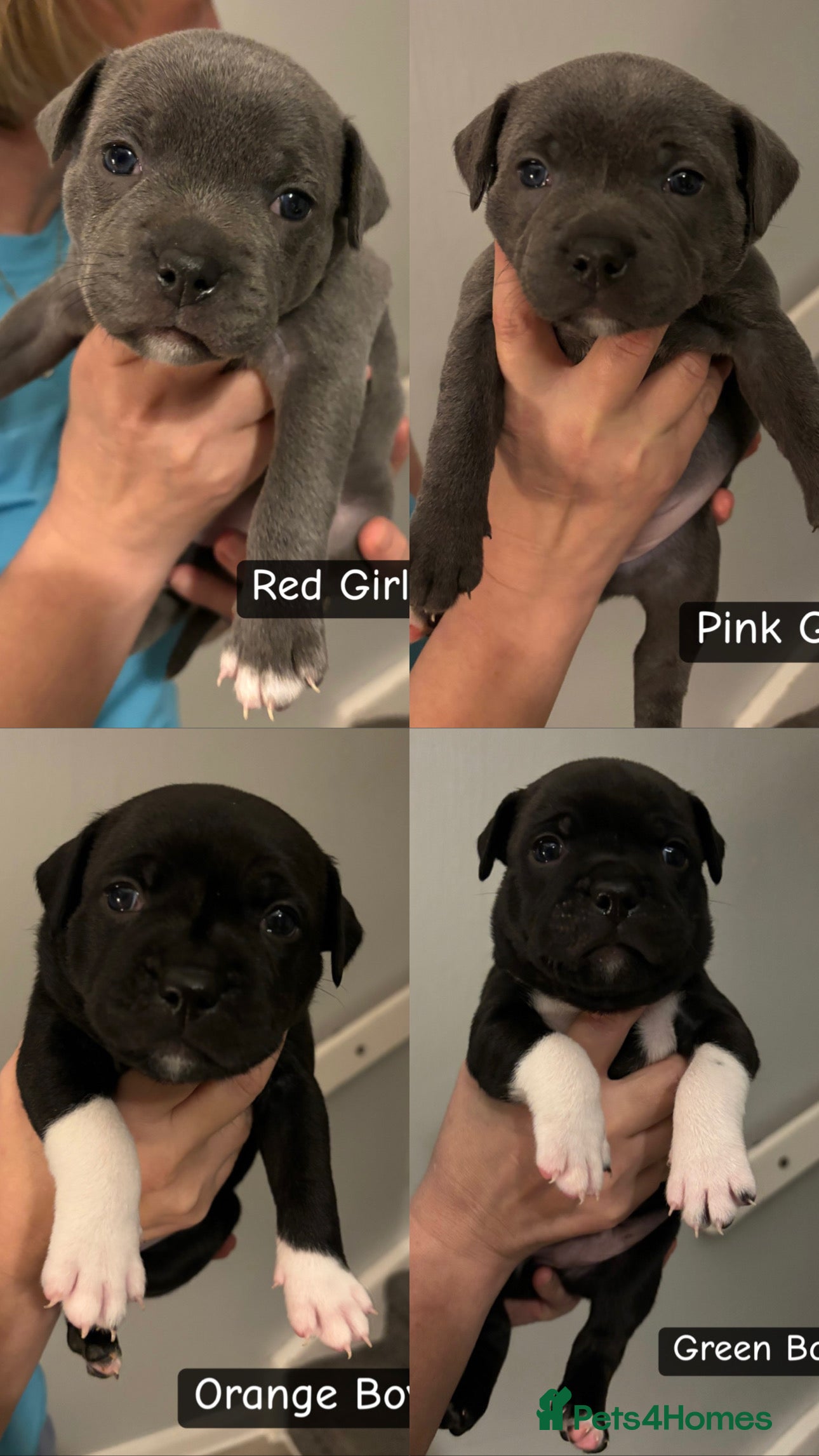 Staffordshire Bull Terrier dogs Staffordshire bull terrier puppies - Advert 8