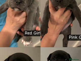 Staffordshire Bull Terrier dogs Staffordshire bull terrier puppies - Advert 8