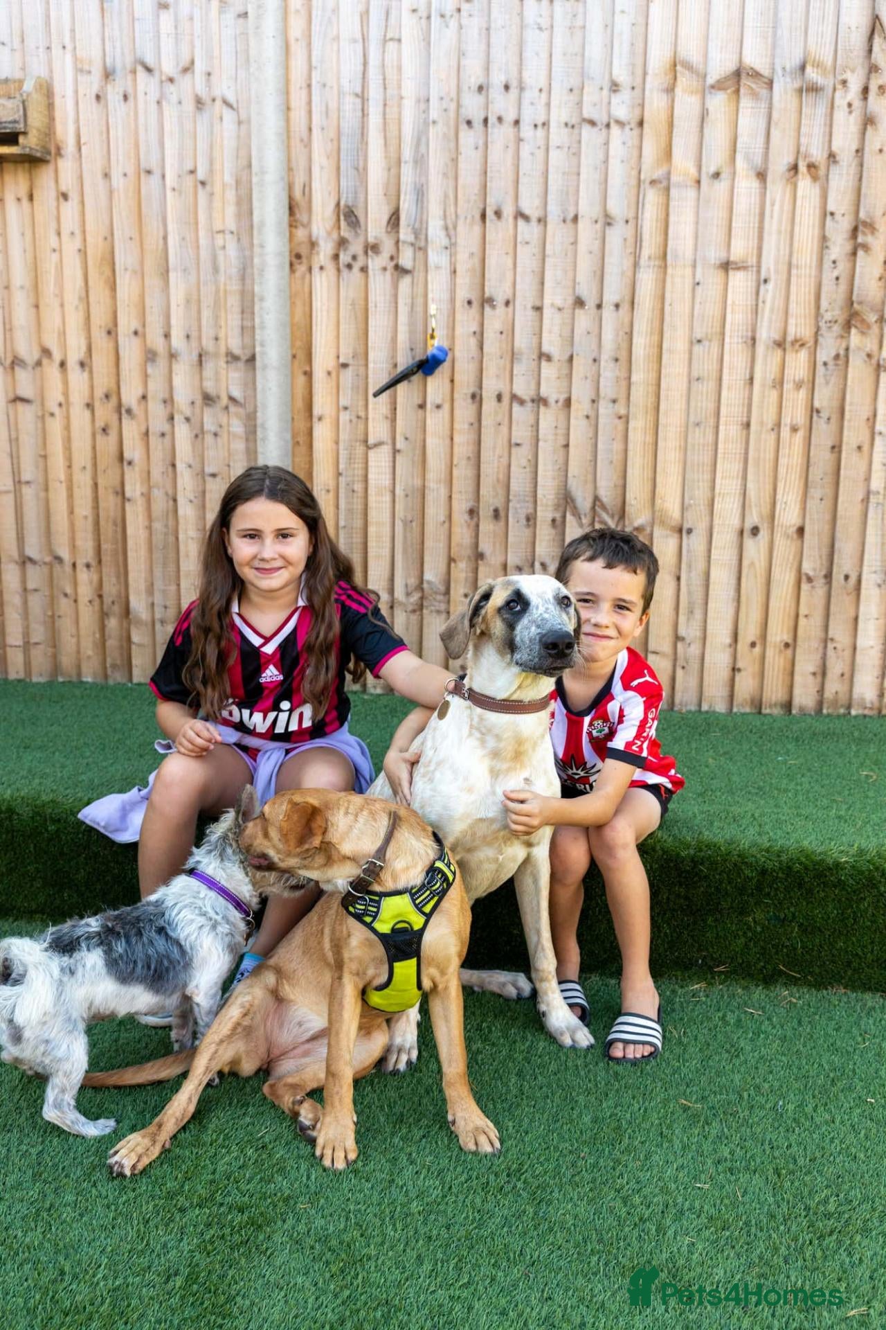 Mixed Breed dogs Brilliant Benji - Advert 1