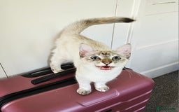 Siamese cats for sale: Beautiful Siamese x sphynx x kittens in Salisbury - Image 33