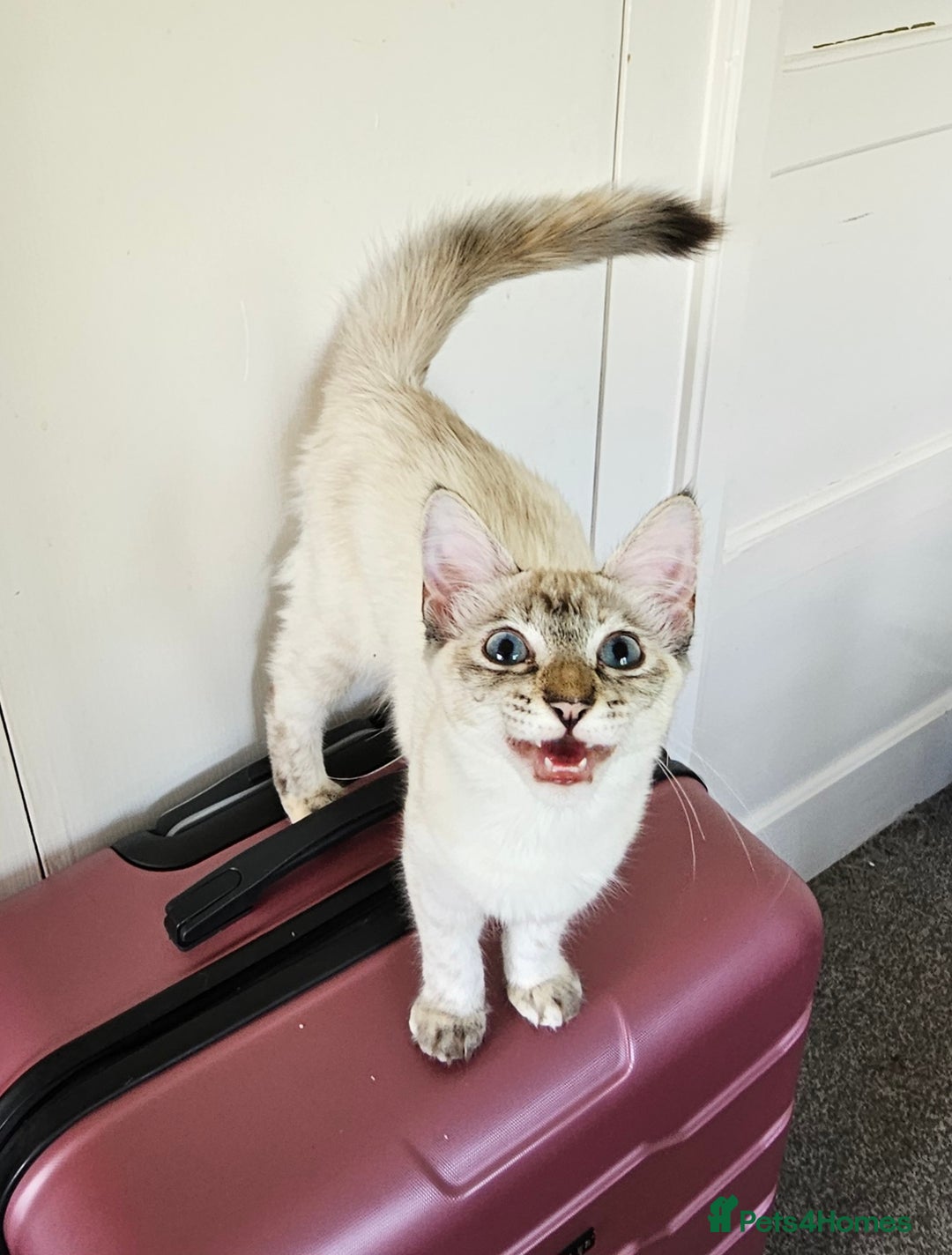 Siamese cats for sale: Beautiful Siamese x sphynx x kittens in Salisbury - Image 33
