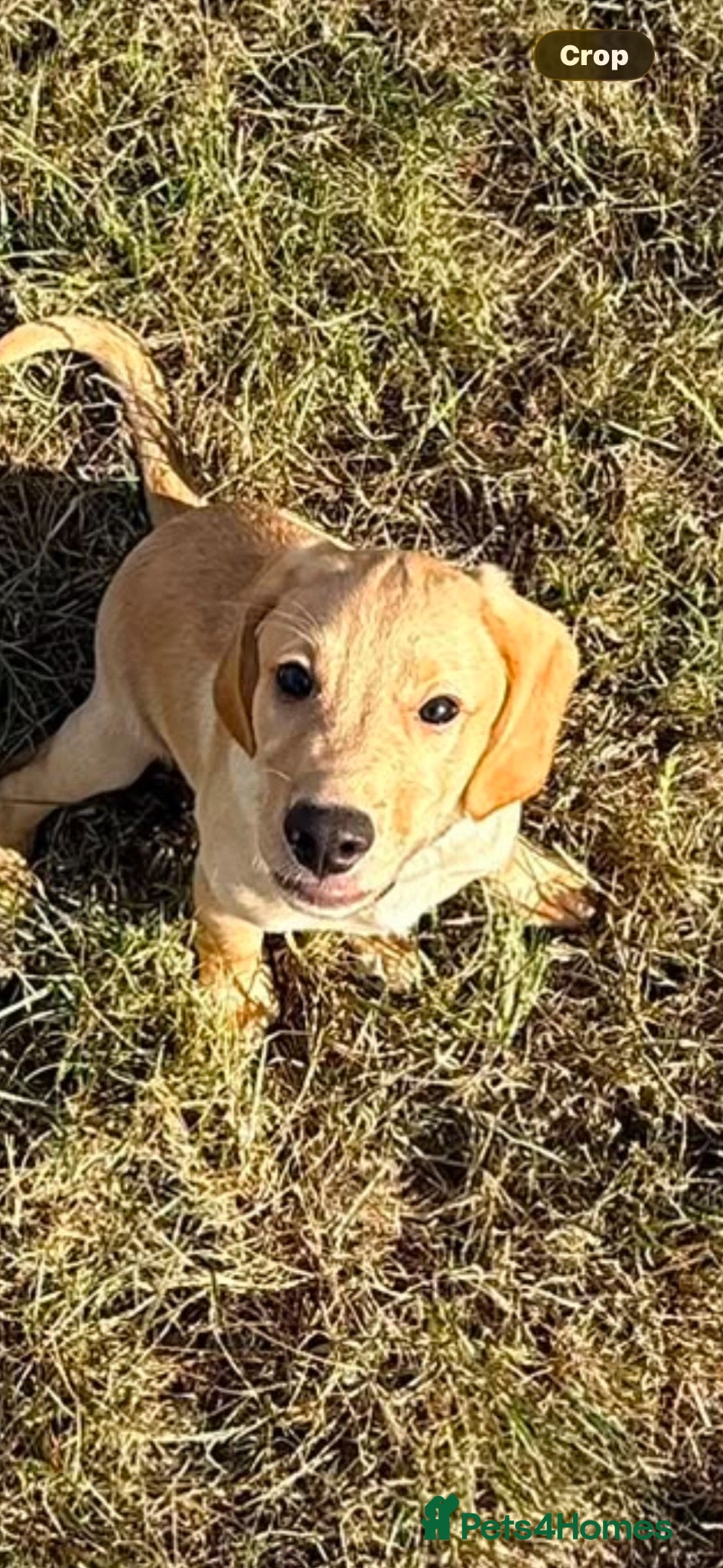 Cockerdor dogs Beautiful boy - Advert 2
