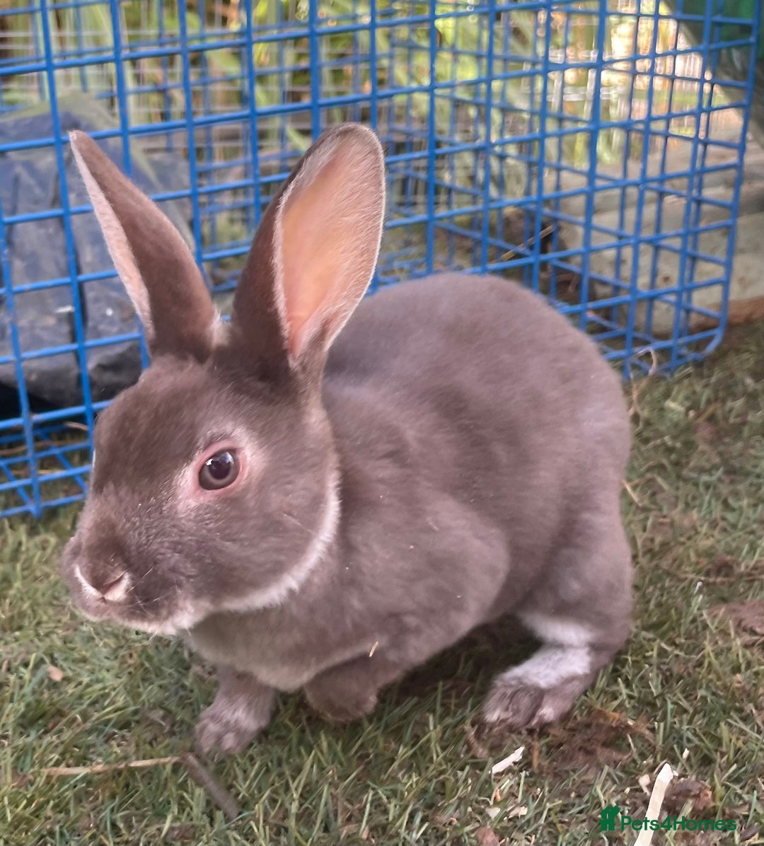 Rex rabbits for sale: Beautiful Mini Rex Rabbits - Image 1