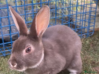 Rex rabbits for sale - Advert 1