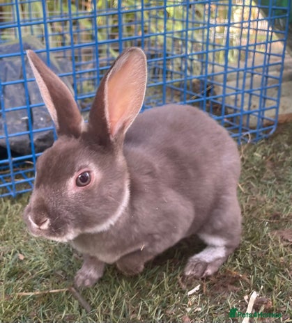 Rex rabbits - Advert 1