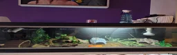 Leopard Gecko reptiles for sale: Leopard Gecko and enclosure for sale in Wolverhampton - Advert 4