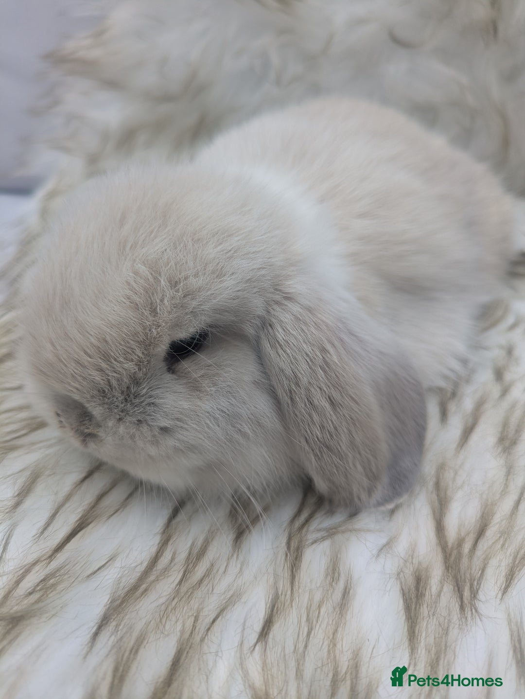 Mini Lop rabbits for sale: Miniature lop rabbits - 2 males - Image 6
