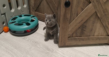 British Shorthair cats - Advert 7