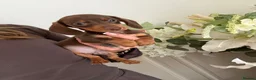Miniature Dachshund dogs for sale: Beautiful Kc Reg miniature dachshunds  - Advert 17