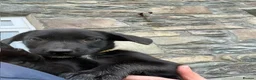 Borador dogs for sale: Borador puppies in Talybont - Advert 4