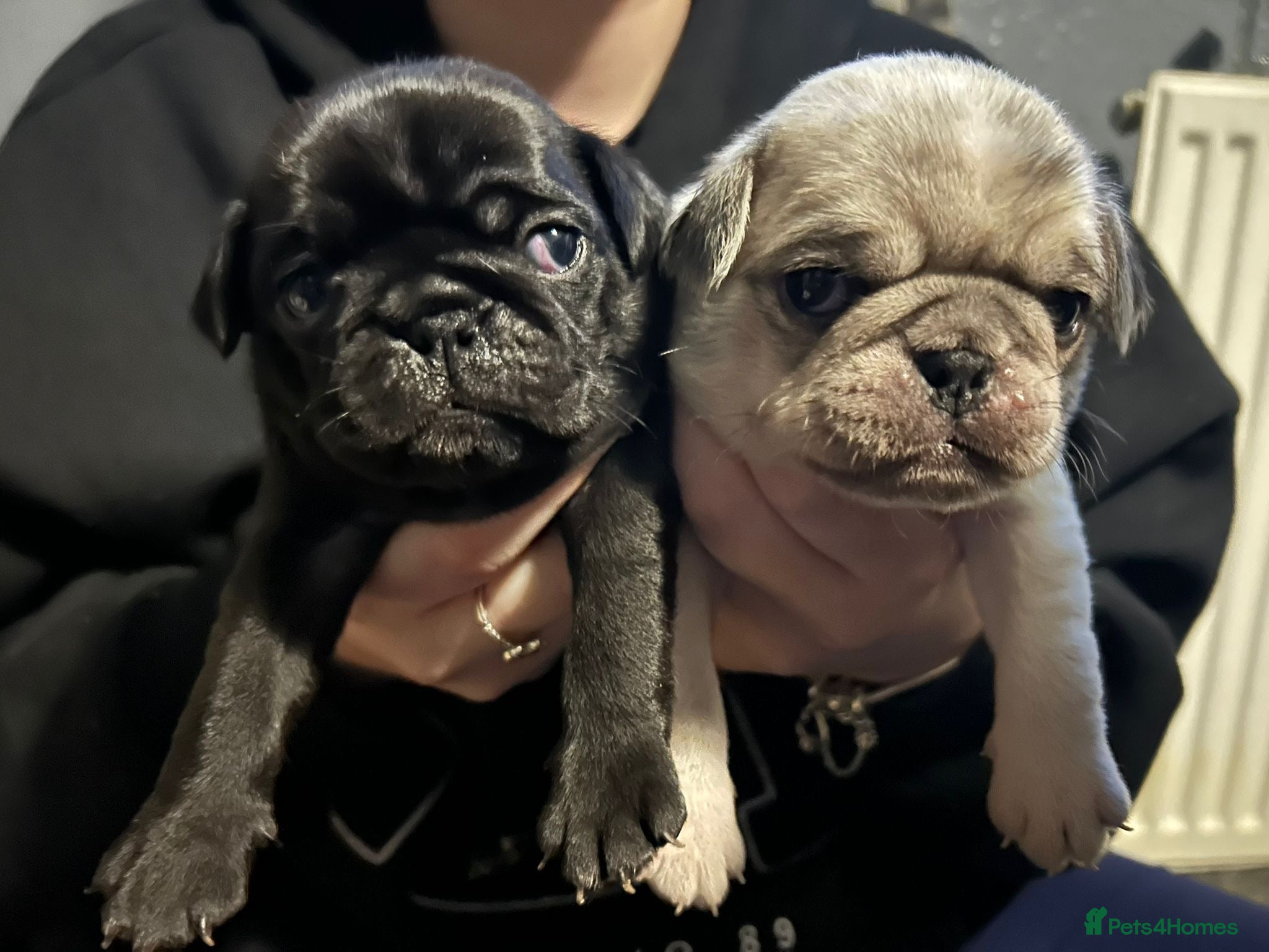 Pug dogs 3 remaining boys available!! - Advert 1