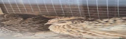 Quail poultry for sale: Corturnix quail fertile eggs - Advert 27