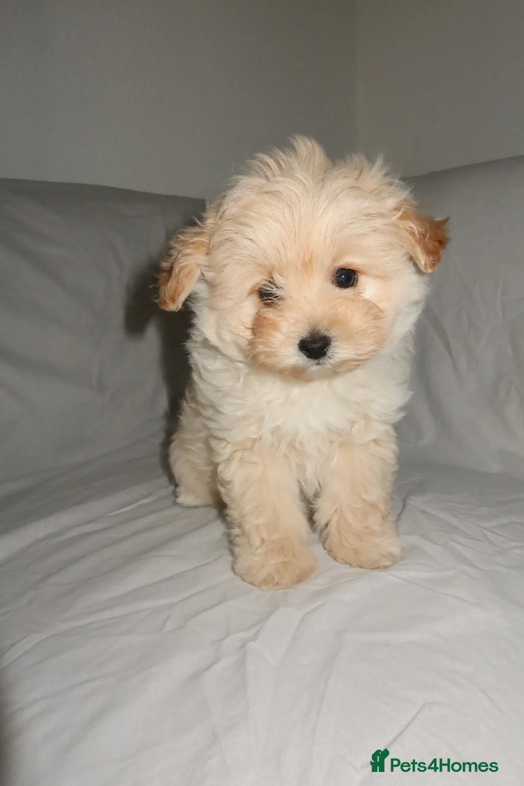 Pomapoo dogs for sale: Pomapoo puppy  - Advert 2