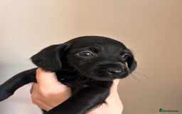 Cockerdor dogs for sale: 7 cockerdor puppies  - Image 2