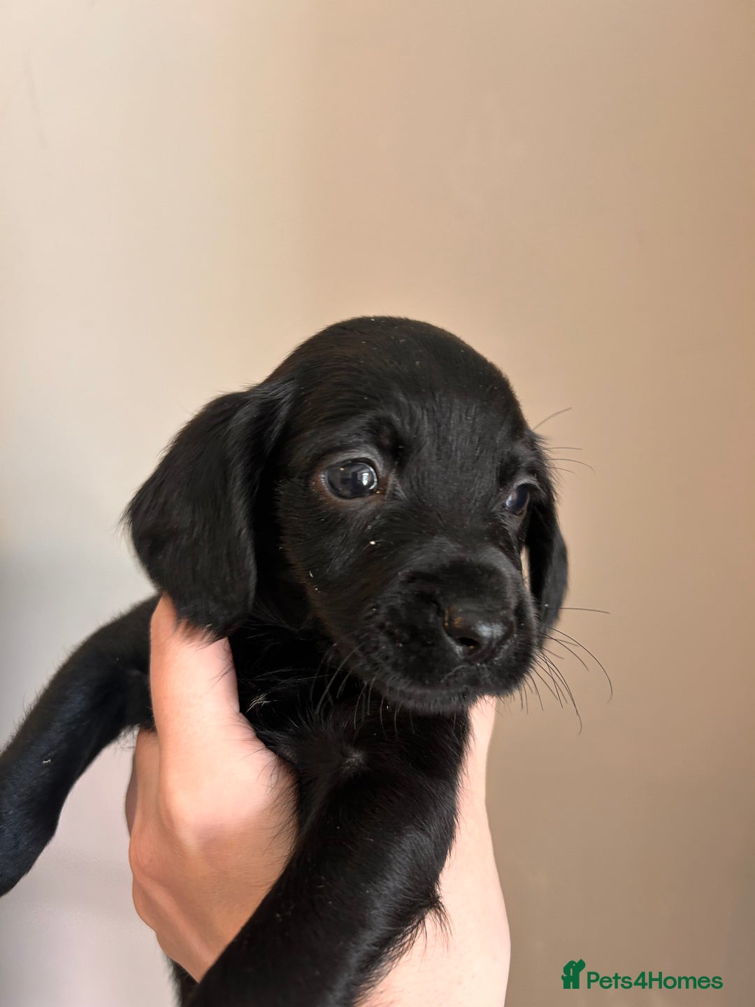 Cockerdor dogs for sale: 7 cockerdor puppies  - Image 2