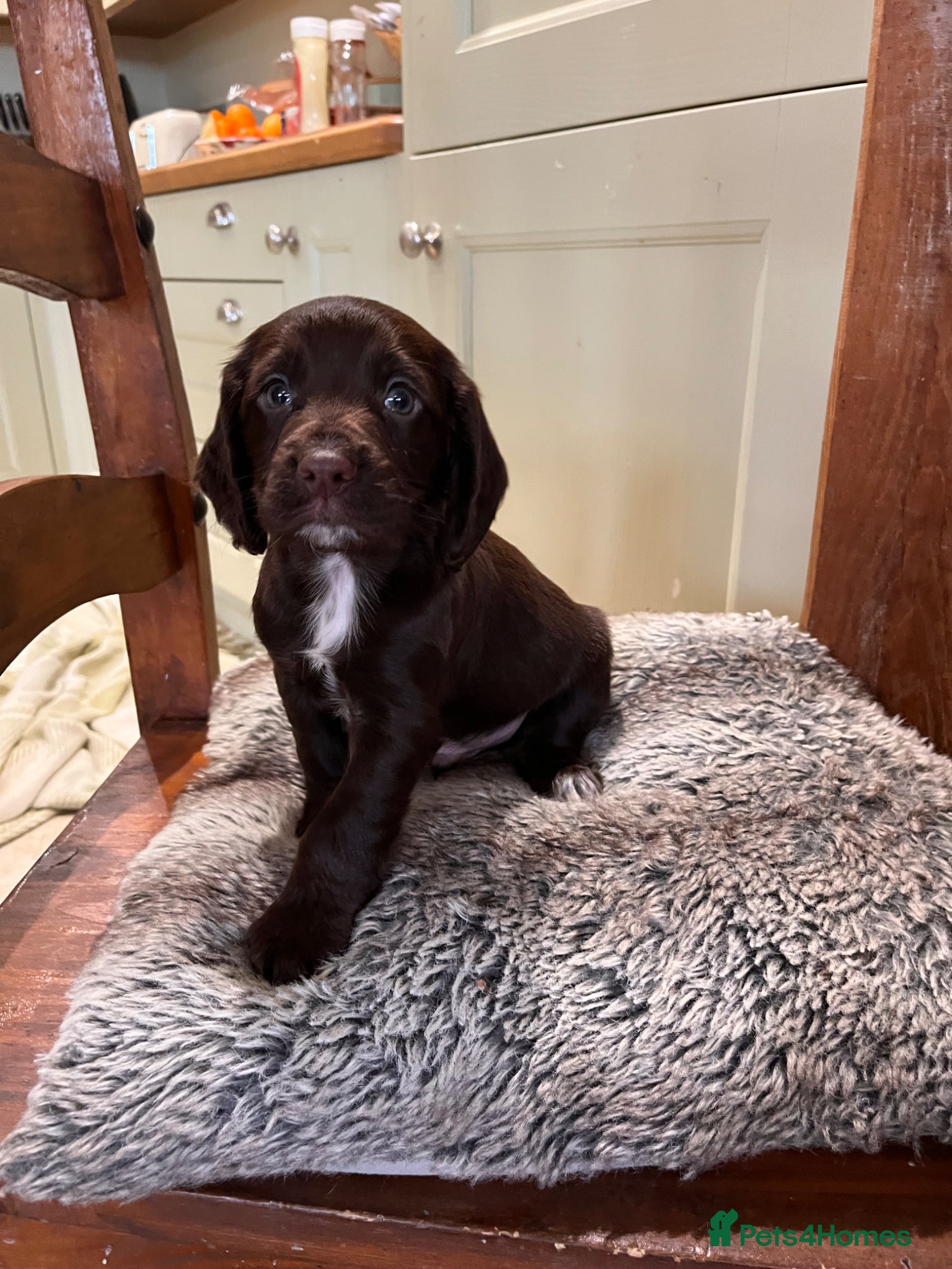 Cocker Spaniel dogs KC Health Tested Beautiful Cocker Spaniel Pups - Advert 1